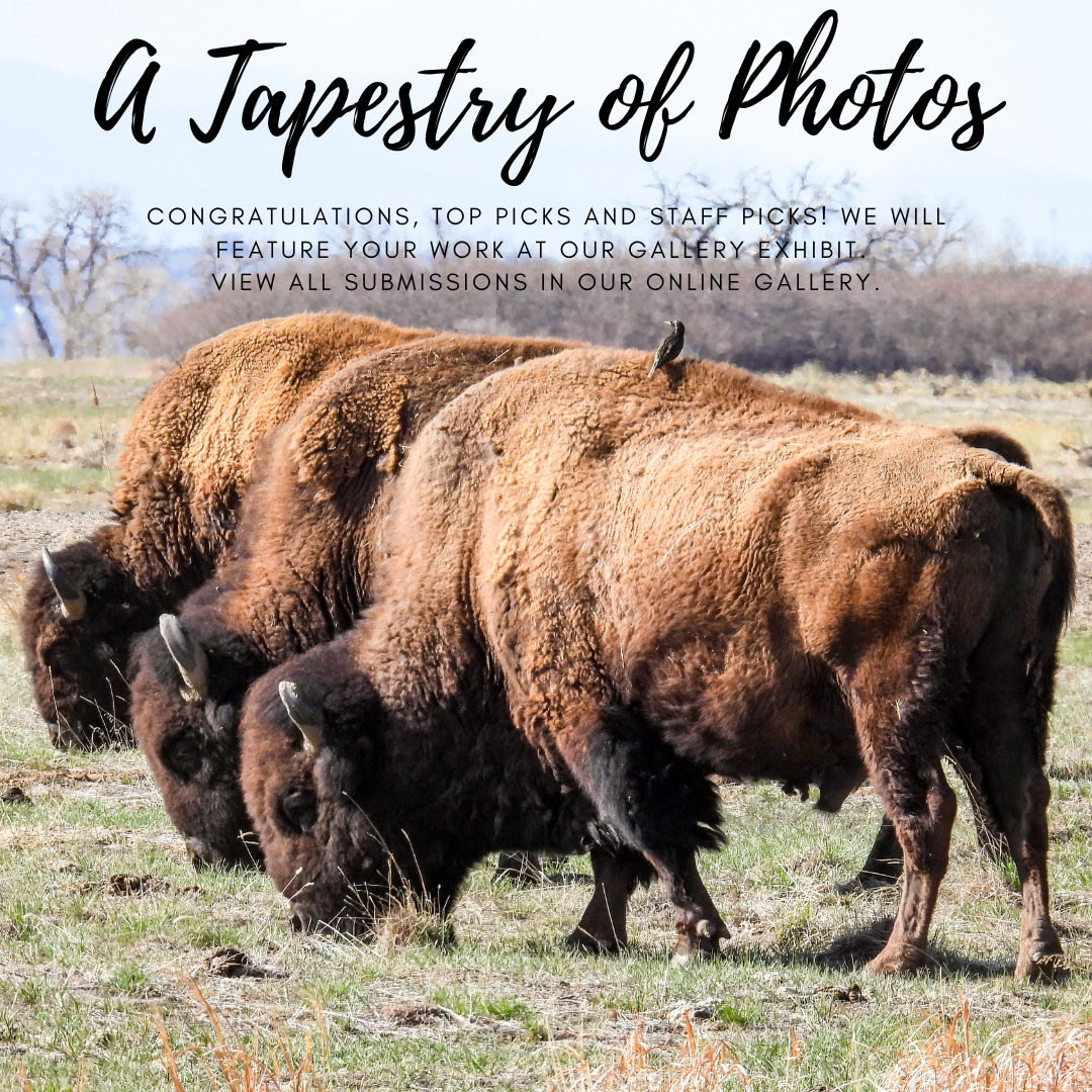 Tapestry of Photos showing bison photo